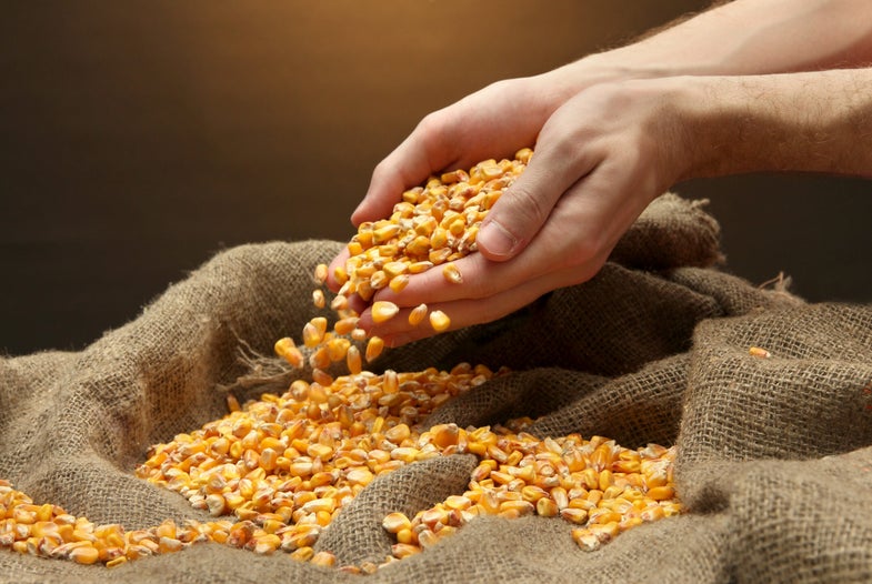 man hands with grain, on brown corn background