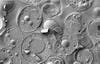 High-pressure frozen, freeze-factured scanning electron microcraph of Saccharomyces cerevisiae.