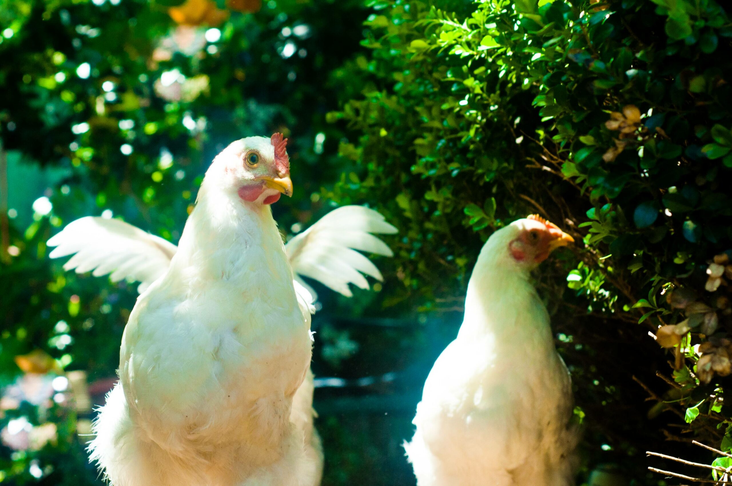 Cage-free chickens keep winding up with broken bones, and scientists are looking for a solution