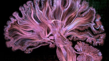 Human brain illustration | Vizzies winner