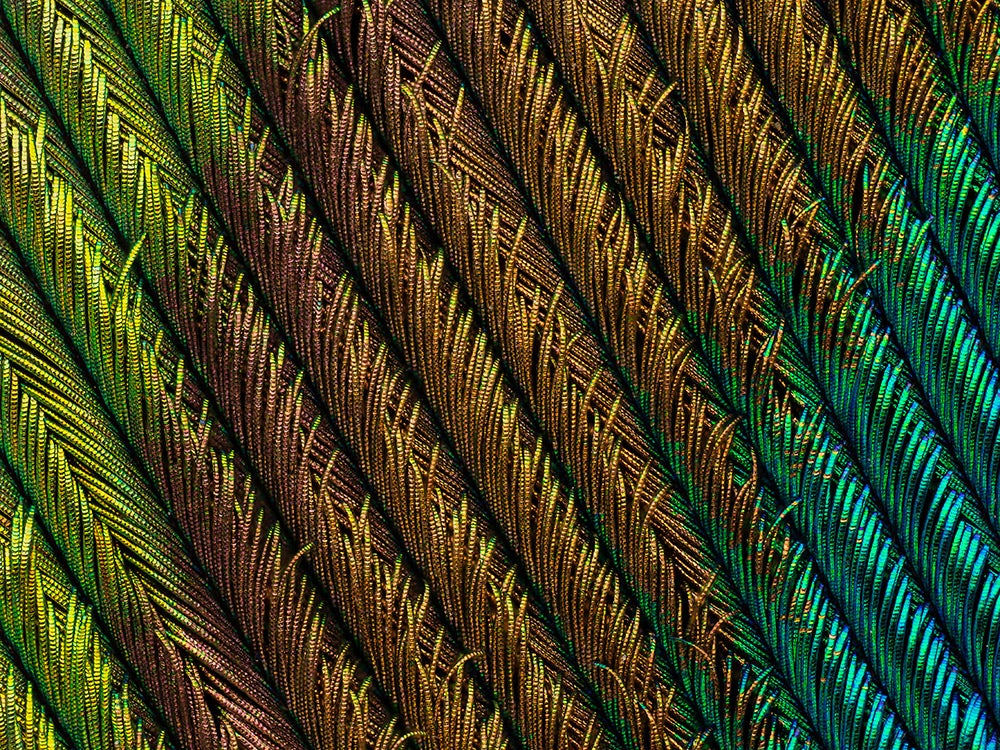 Peacock feather section