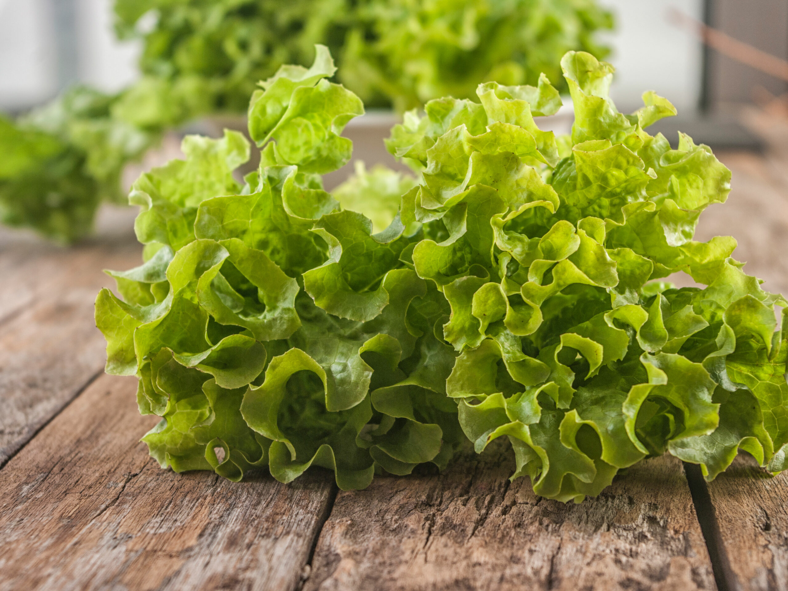 New tech could soon let you test whether your lettuce carries E. coli
