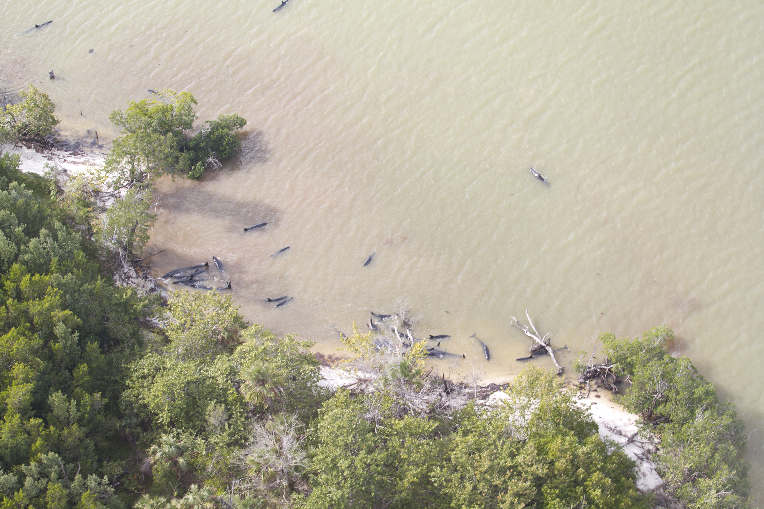 A mysterious stranding left nearly 100 dead dolphins off the coast of Florida