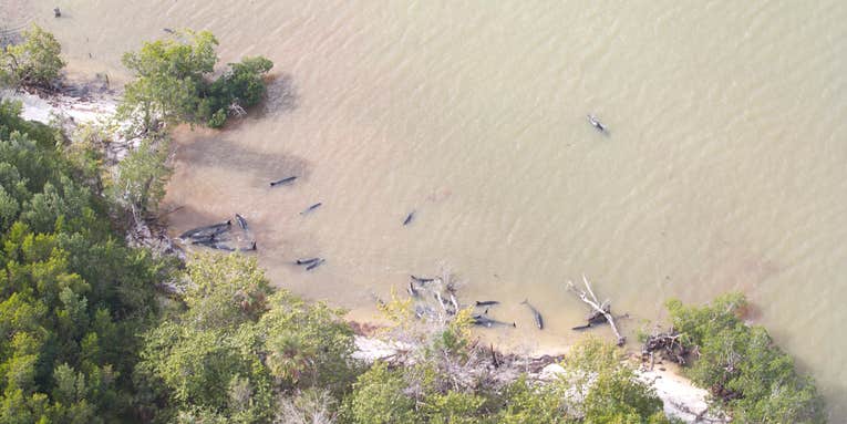 A mysterious stranding left nearly 100 dead dolphins off the coast of Florida