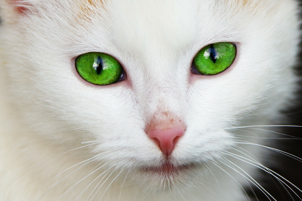 Do You Have Horizontally Slit Pupils? You Might Be A Prey Animal