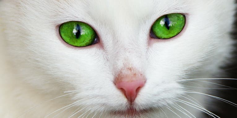 Do You Have Horizontally Slit Pupils? You Might Be A Prey Animal