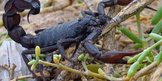 Scorpion Venom Could Make a Safe Alternative to Morphine