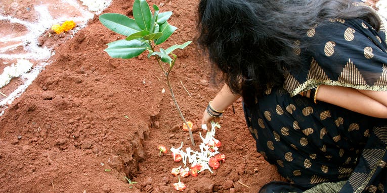 India Plants Nearly 50 Million Trees In Record-Breaking Effort