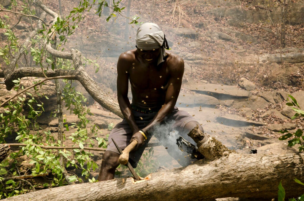 Yao honey-hunter Orlando Yassene chops open a beesâ nest in a felled tree in the Niassa National Reserve, Mozambique.