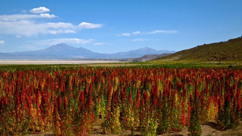 The quinoa genome could help scientists get it out of the health food aisle