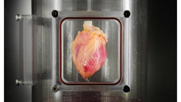 Regenerated heart