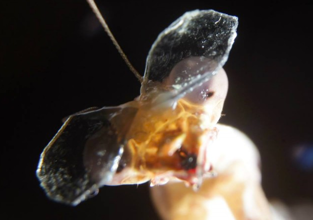 Why Researchers Are Putting 3-D Glasses On Praying Mantises