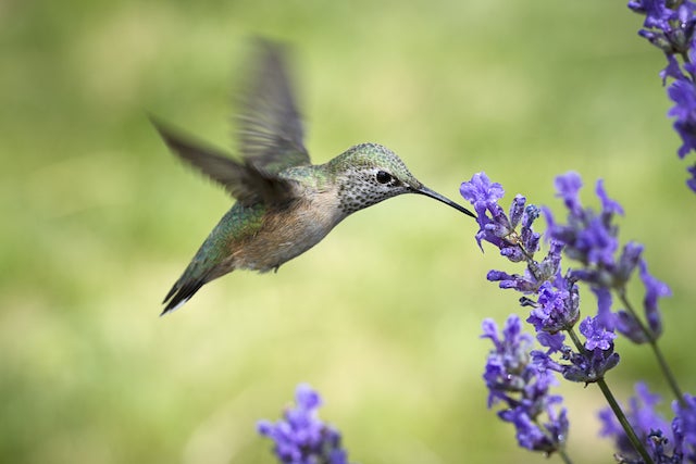 Green hummingbird hovers next to purple flowers with green background.