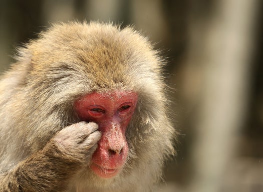 This monkey (a 19-year-old Japanese macaque) has seasonal allergies! As Associate Editor Paul noted, "his face is all red."