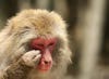 This monkey (a 19-year-old Japanese macaque) has seasonal allergies! As Associate Editor Paul noted, "his face is all red."