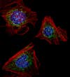 Mouse Embryonic Fibroblasts