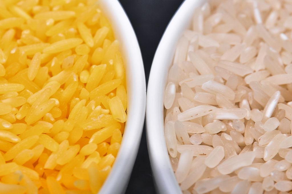 Engineered Golden Rice May Be Planted Soon In Philippines