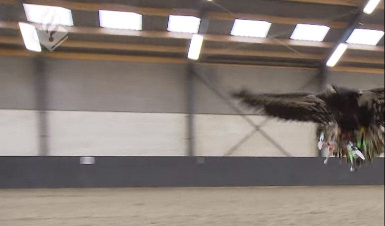 Trained Police Eagles Attack Drones On Command