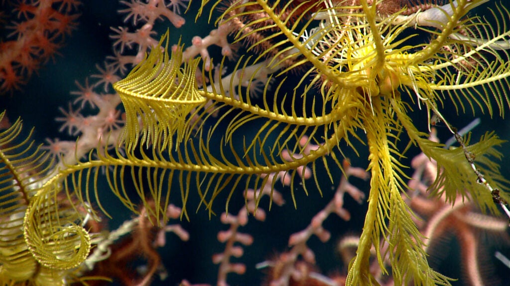 Feather star crinoids in the Northeast U.S. Canyons
