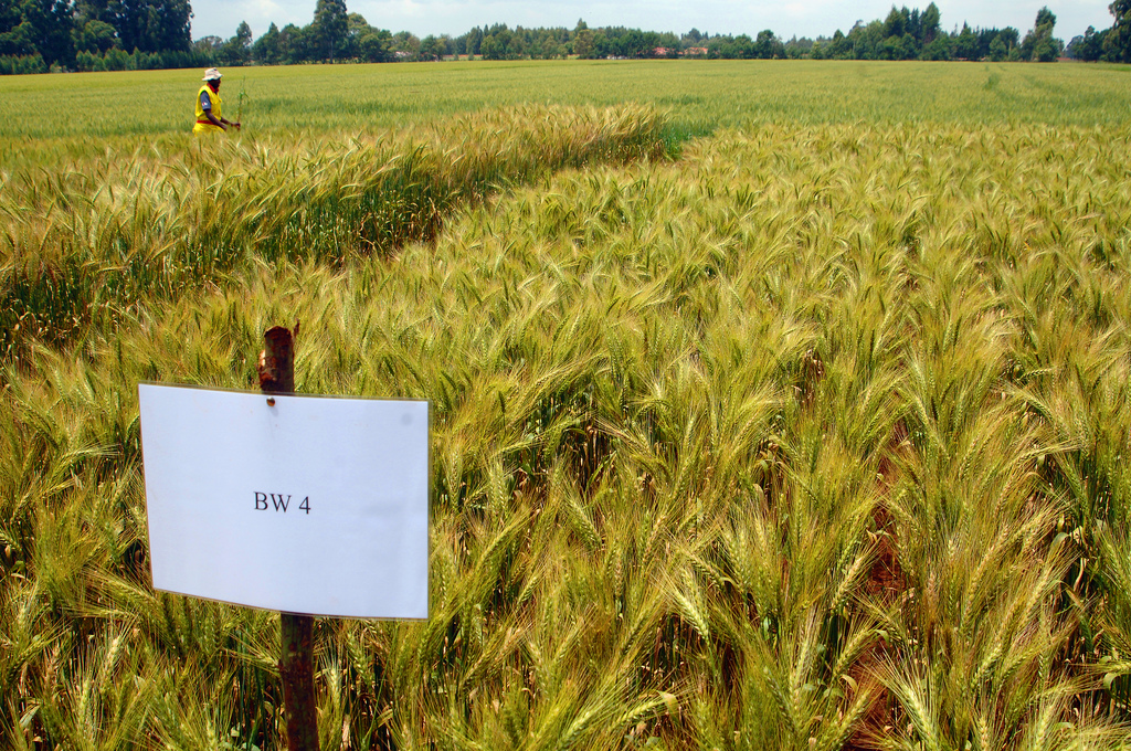 Irradiated Seeds Combat World’s Most Serious Wheat Disease