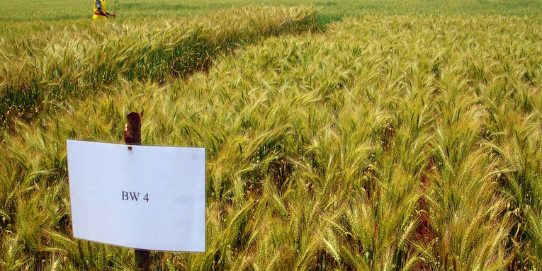 Irradiated Seeds Combat World’s Most Serious Wheat Disease