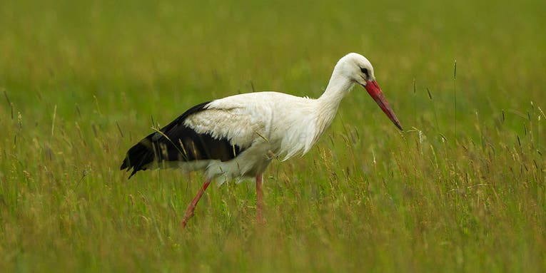 Storks Are Changing Migration Patterns To Lunch At Landfills
