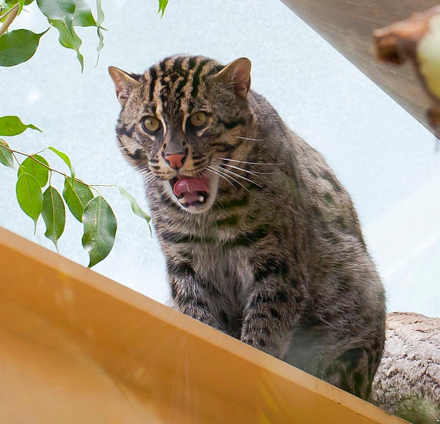 The fishing cat, <em>Prionailurus viverrinus</em>, is about twice the size of a domestic cat--bigger than North American cats like the lynx and bobcat but not as big as, say, a mountain lion. It's one of the very few species of wild cat that, in accordance with its name, actually <em>likes</em> the water (the tiger being the other best-known water-loving species). Domestic cats are most closely related to the desert-dwelling African wildcat, but the fishing cat isn't--and so it evolved to love the swamps and mangrove forests of its native South Asia. Fishing cats aren't well-known; they are rare and getting rarer, since the wetlands they call home are being developed and destroyed very quickly. It's listed as endangered. <a href="http://www.youtube.com/watch?v=pU6X8sVIWFg">Here's a video</a> of some fishing cat kittens at the Cincinnati Zoo. <strong>What it'd say about the OS:</strong> You never know what to expect! A cat that swims and fishes? Anything is possible!