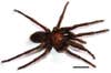 New tarantula discovered in Colombia
