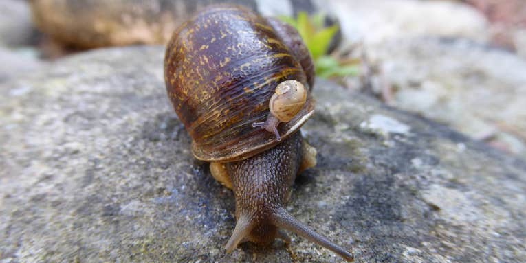 In loving memory of Jeremy, the one-in-a-million mutant snail