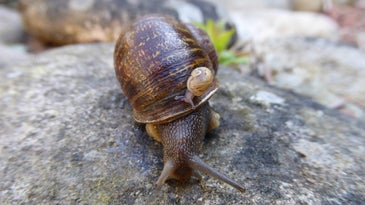 Jeremy the snail and baby
