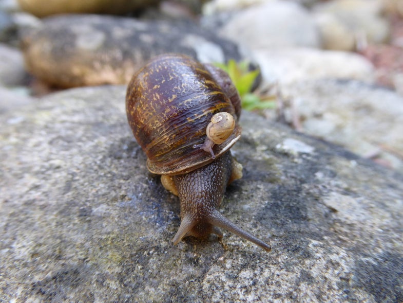 Jeremy the snail and baby