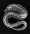 This shot of a viper moray, a saltwater eel in the moray family, comes from a new exhibit at the National Museum of Natural History in D.C. called <em>X-Ray Vision: Fish Inside Out</em>. Read more about it <a href="http://newsdesk.si.edu/releases/smithsonian-exhibition-x-ray-vision-fish-inside-out-gives-visitors-unique-look-creatures-oc">here</a>, or, better yet, just head to the museum. The exhibit'll be there until August.