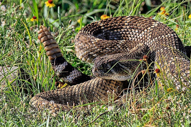 Western diamondback rattlesnake.