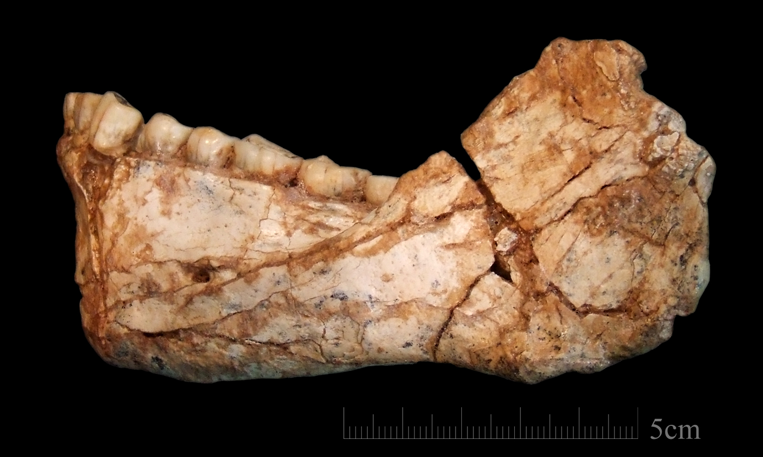 The oldest fossils of our species just got older