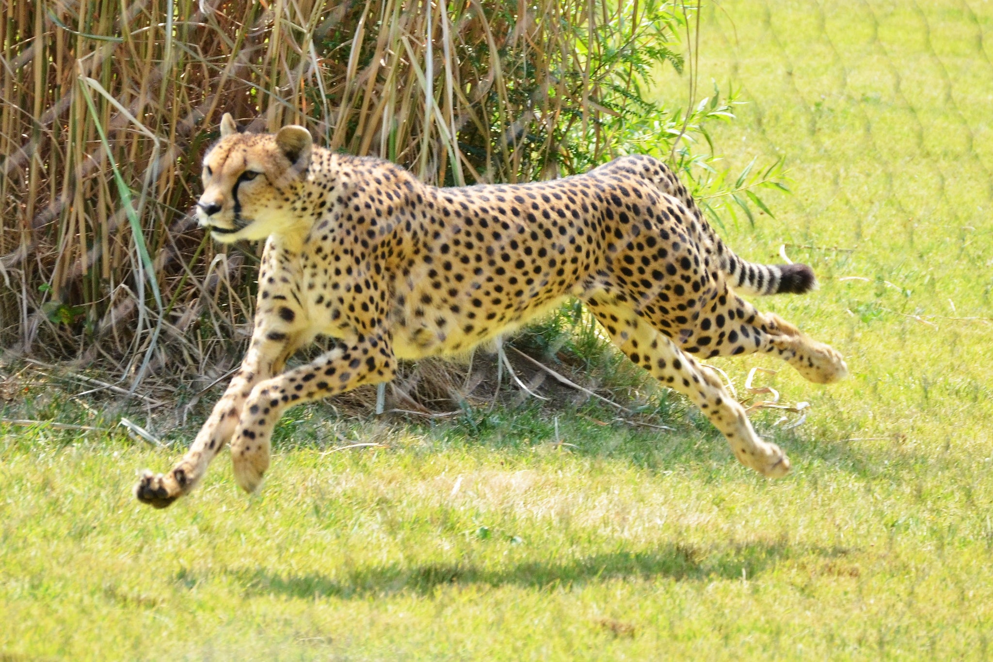 Sarah The Cheetah, World's Fastest Land Animal, Has Died | Popular Science