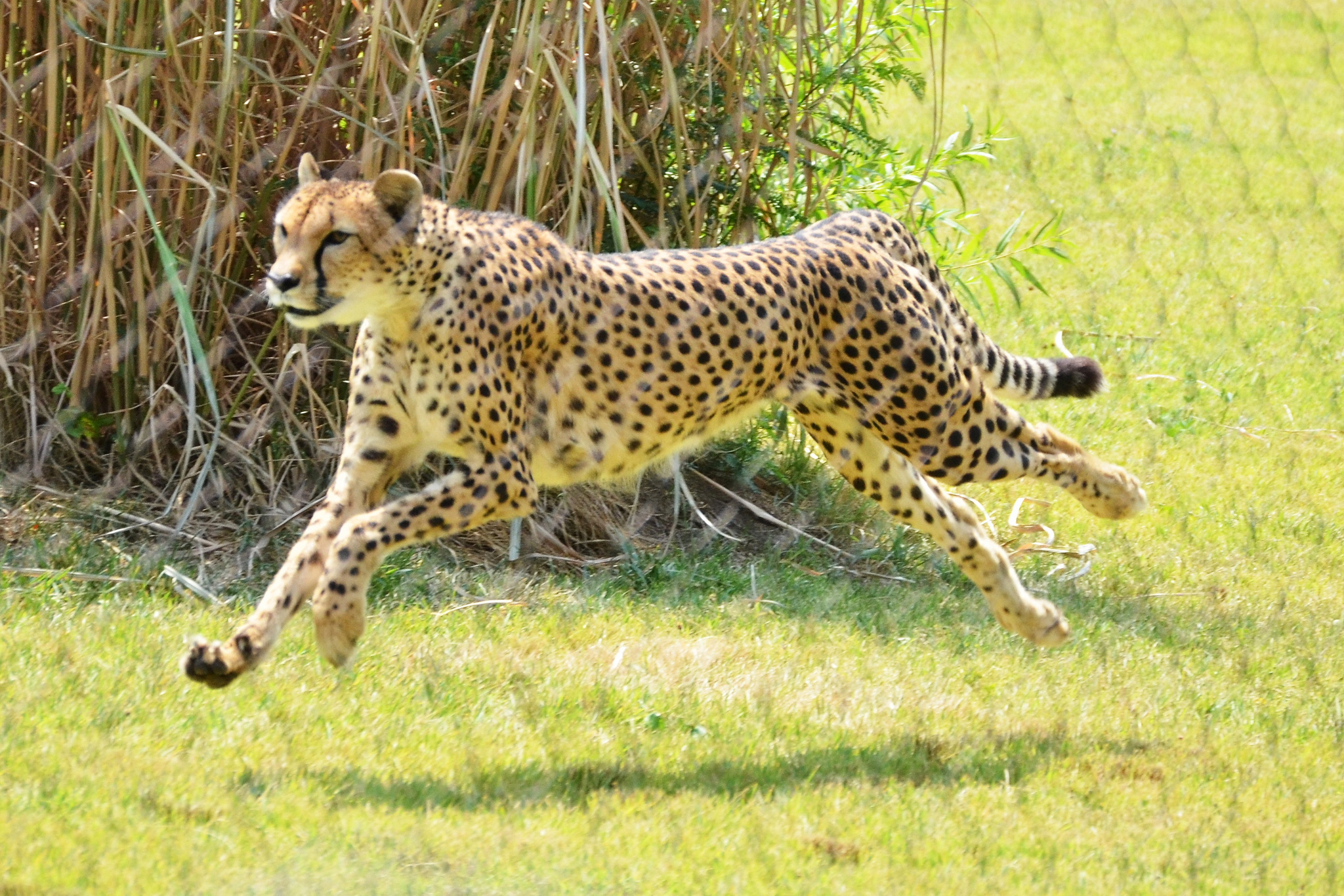 Sarah The Cheetah, World’s Fastest Land Animal, Has Died