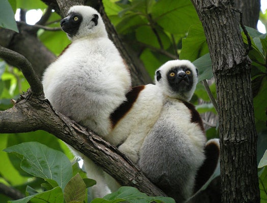 Lemurs In Love Start To Smell Alike