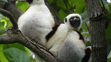 Lemurs In Love Start To Smell Alike