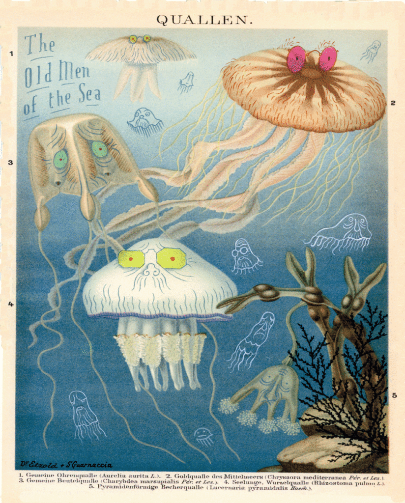 illustrated sea creatures with eyes