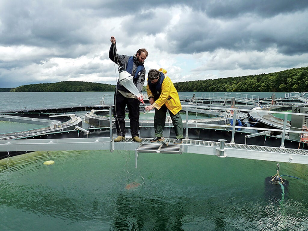 Researchers hypothesize that warmer water temperatures in Lake Stechlin will change algae numbers, potentially affecting the food chain and thus the survival of other inhabitants.