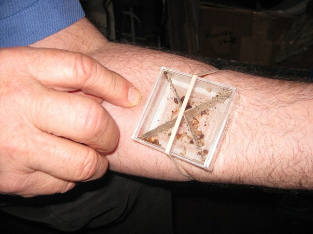 An entomologist feeding bed bugs on man forearm.