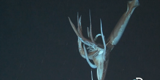 Despite Widely Varied Appearances, Giant Squid Worldwide Are Only One “Very Weird” Species