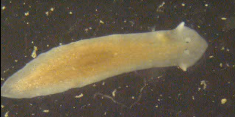 Scientists Have Made Worms With Heads Resembling Other Species