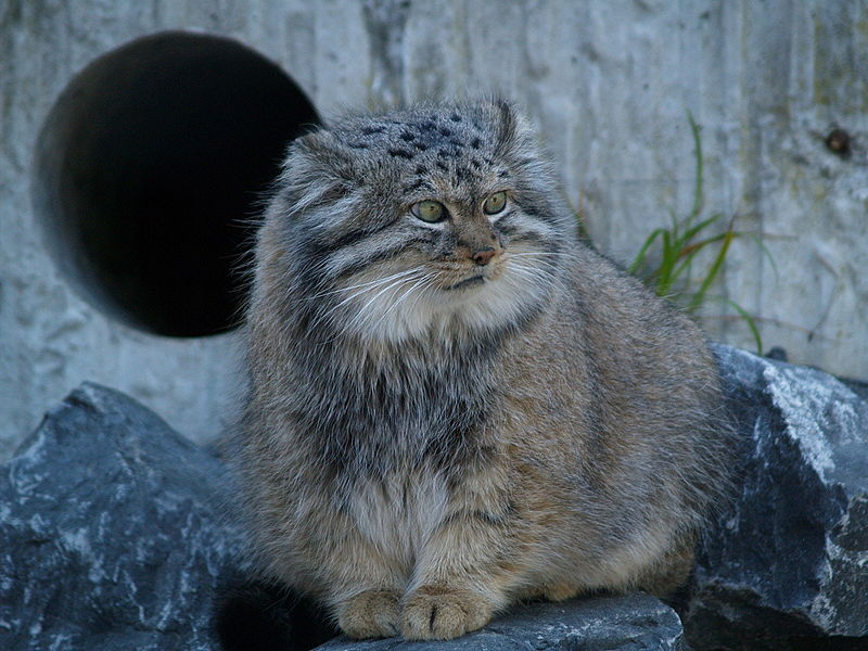 The Pallas's cat (<em>Otocolobus manul</em>), also called the manul, is the fluffiest cat on the planet, scientifically speaking. It is a big grey fluffball and I would like to hug it. It's fluffy because it lives in the cold steppe of central Asia, in the Tibetan plateau. It's not a particularly strong or fast cat; it survives by being the only species tough enough to live in such a difficult place. And it benefits from that toughness, preying on delicious small mammals like pikas and marmots. It's listed as Near Threatened, though it's an animal that's had reasonable success in zoos. It breeds well, though it has a weak immune system, as its natural home has very few pathogens. <strong>What it'd say about the OS:</strong> Work smarter, not harder. Wait, no. Work fluffier. Haha it's so fluffy.