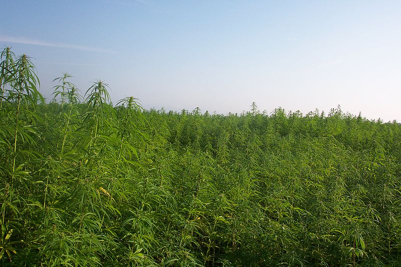 Your Next Cooking Oil Could Come From Hemp