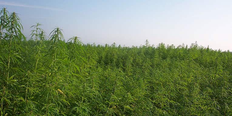 Your Next Cooking Oil Could Come From Hemp