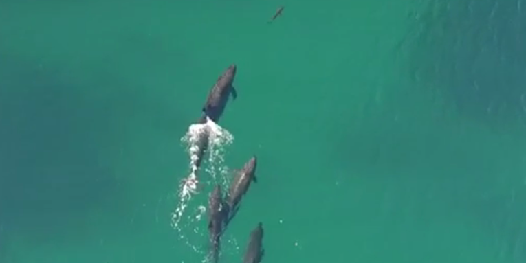 Watch Drone Footage Of Whales Hunting A Shark