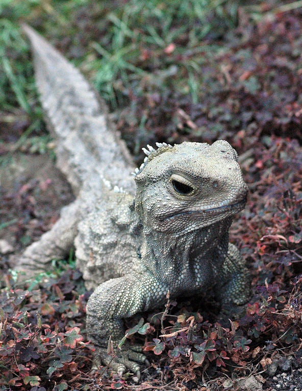 The tuatara is a reptile native to New Zealand. You might look at it and think it's a lizard like so many others, but in fact, it is a very unusual branch of the reptile tree and is not closely related to any extant lizards or snakes. In fact, it's not a lizard at all; it's a very primitive reptile that shares almost as many traits with birds as it does with lizards, which makes it of great interest to evolutionary biologists. The tuatara is unusual for lots of reasons; it has a single-chambered lung, the most primitive heart of any reptile, its teeth are not teeth but rather jagged outcroppings of its jawbone, its spine resembles that of a fish more than any other reptile, and, oh, wait, it has <em>three eyes</em>. Yes. Three eyes. And its lifespan is just as weird; it reaches sexual maturity extremely late, at between 20 and 30 years, and doesn't even stop growing until its 35th year. That means the tuatara is also extremely long-lived, frequently breaking the century mark. A tuatara named Henry became a father at age 111, back in 2009, and some experts believe the tuatara could reach 200 years in captivity.