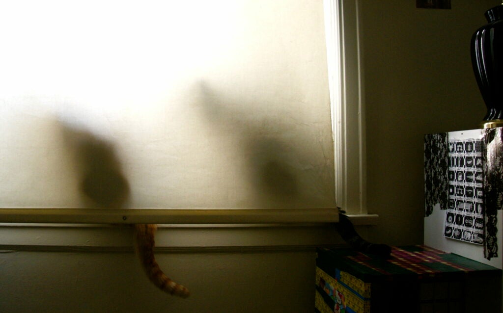 cats hide behind window blinds