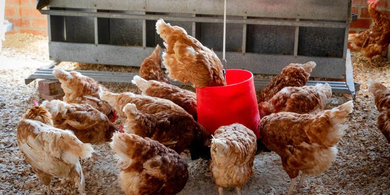 How studying chicken butts cracked the inner workings of our immune system